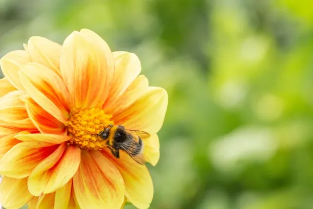 Android StudioをBumblebeeに更新しました