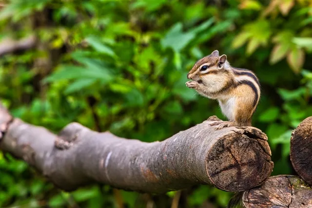 Android StudioをChipmunkに更新しました