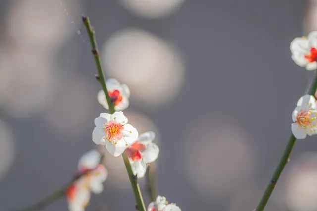 Android Studio BumblebeeのPatch 1を適用した